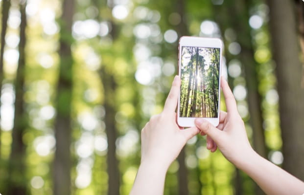 Mains prenant une photo de la forêt avec un smartphone